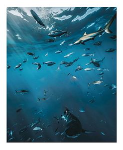 Pánské funkční spodky dlouhé SHARK černá Bamboo Thermo